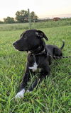 Caspian