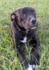 Caspian