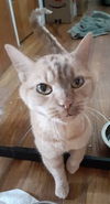Catya