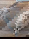 Catya