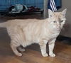Catya