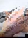 Catya