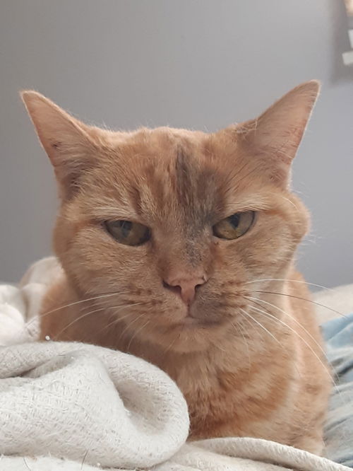 Catya