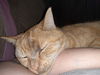 Catya