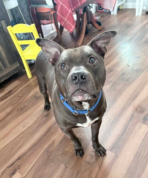 Roni, an adoptable American Pit Bull Terrier in Germantown, OH