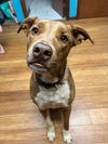 adoptable Dog in germantown, OH named Pretzel