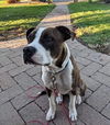 Mugsy