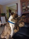Mugsy