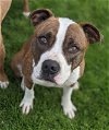 adoptable Dog in , OH named Mugsy