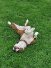 Mugsy
