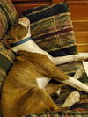 Mugsy