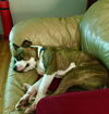 Mugsy
