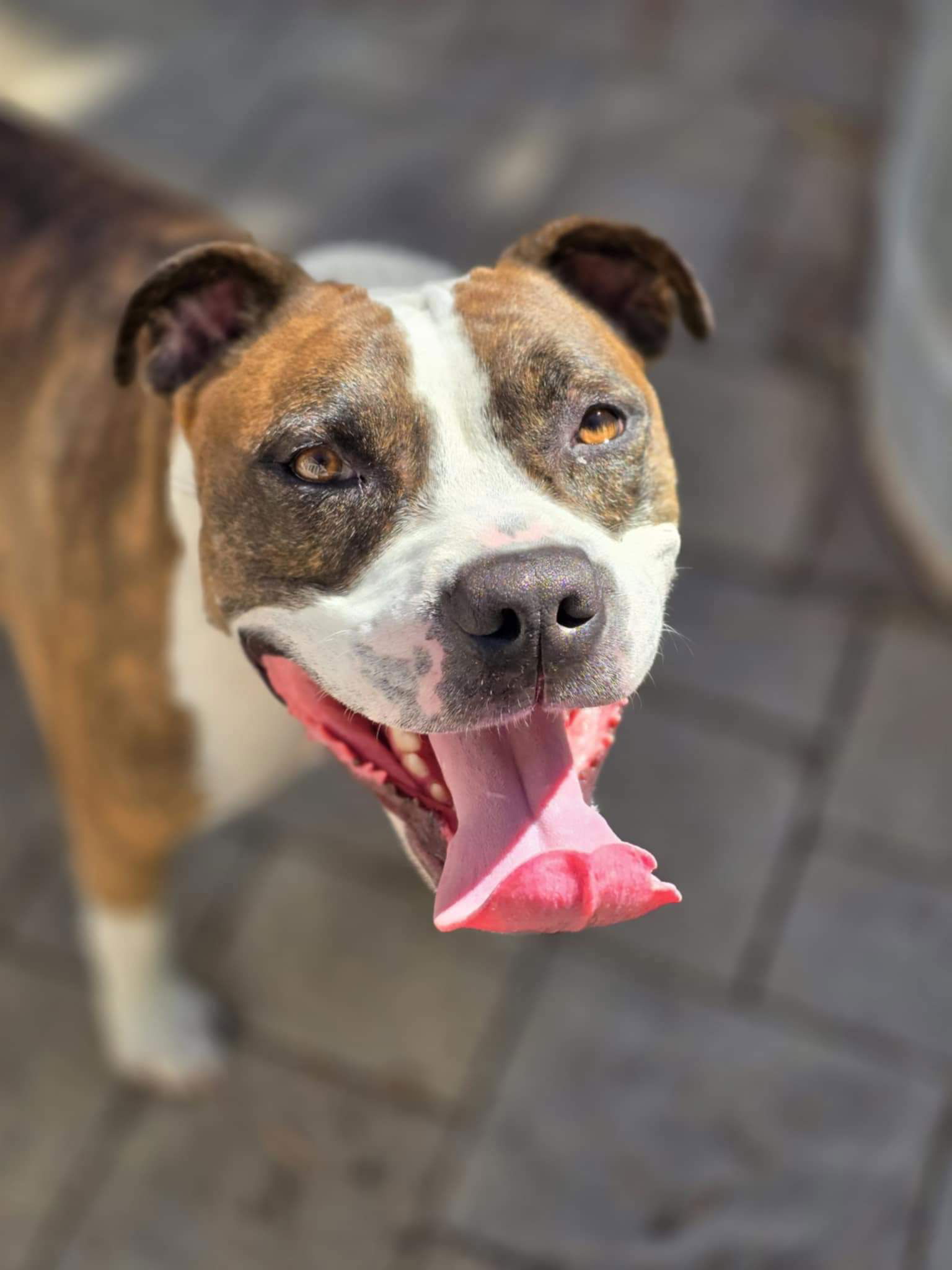 adoptable Dog in Germantown, OH named Mugsy