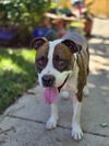 Mugsy