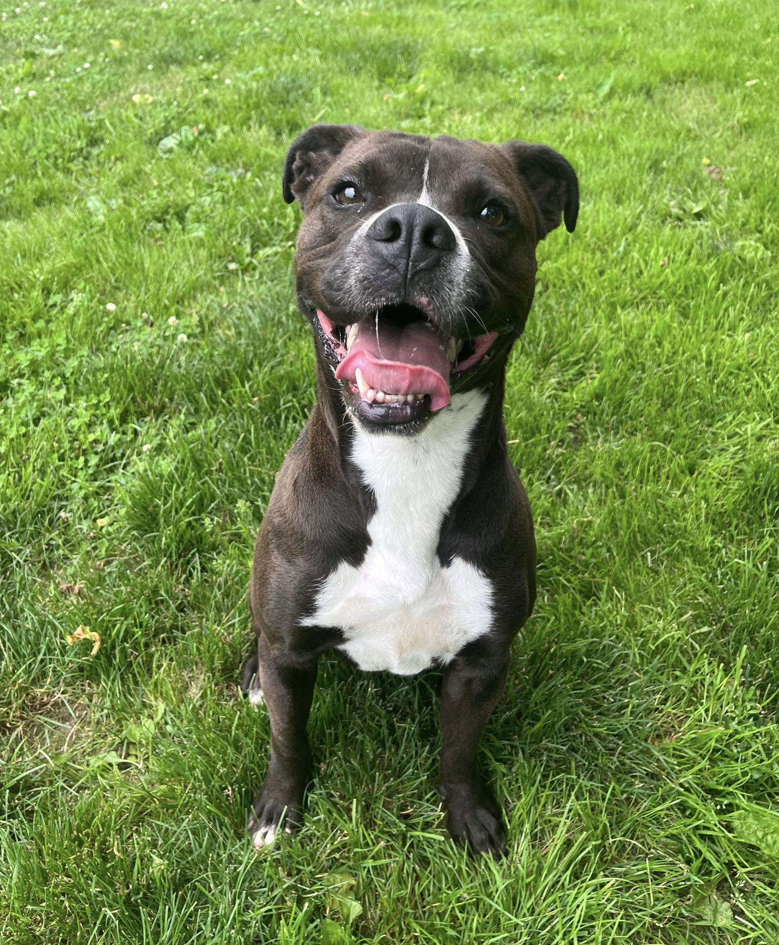 adoptable Dog in Germantown, OH named Leila Ali