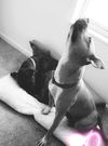 Adora