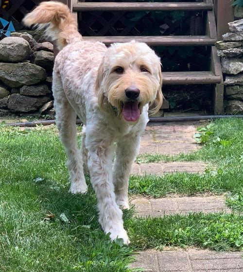 Oliver Warbucks “Ollie”