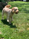 Oliver Warbucks “Ollie”