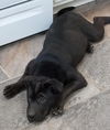 Onyx