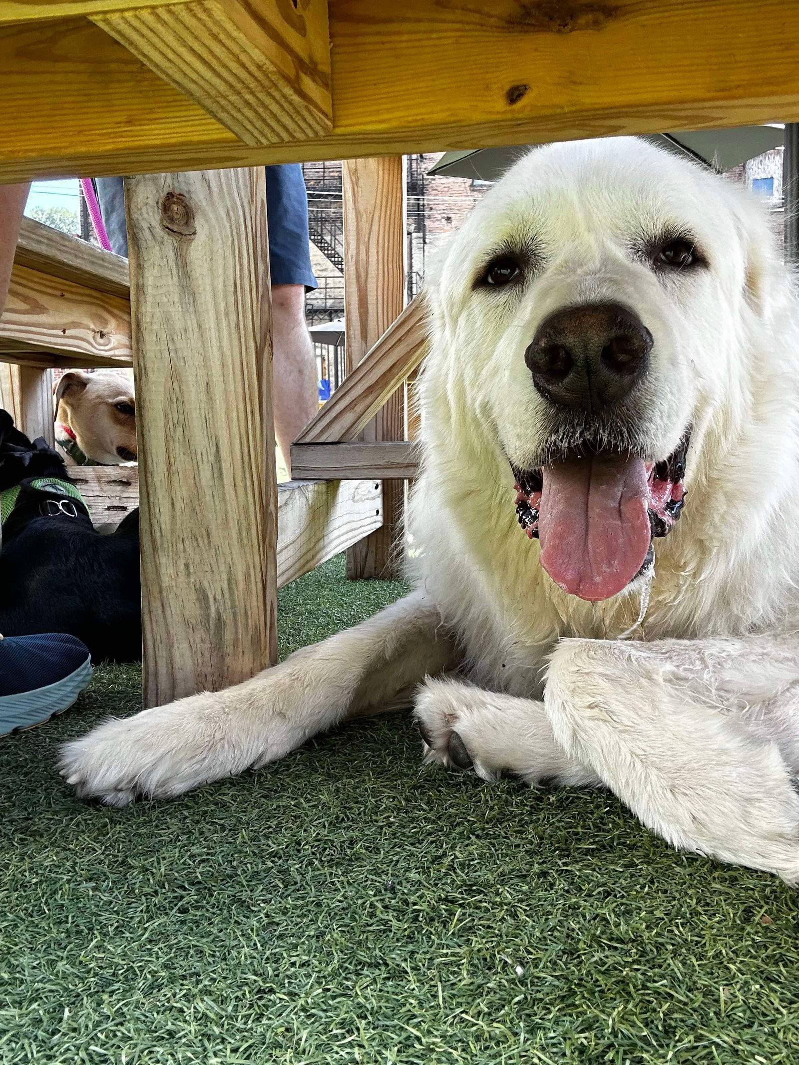 adoptable Dog in Germantown, OH named Gus McFloof