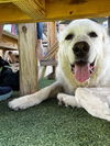 adoptable Dog in Germantown, OH named Gus McFloof