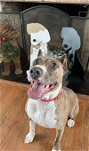 adoptable Dog in germantown, OH named Ricky