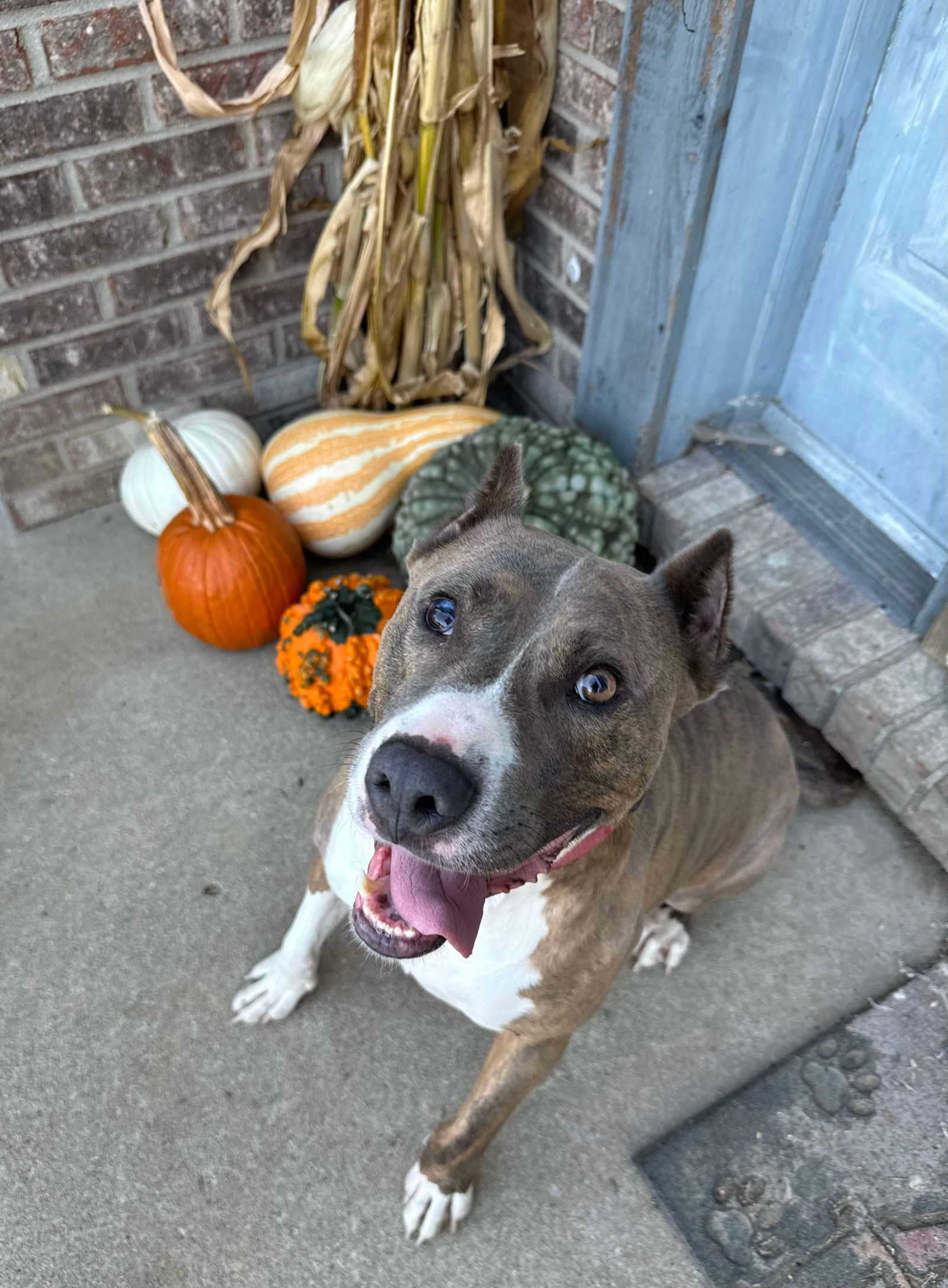 adoptable Dog in Germantown, OH named Ricky