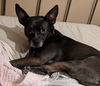 Miss Brownie