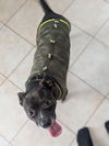 Miss Brownie