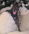 Miss Brownie