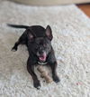 Miss Brownie