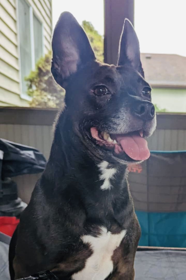 adoptable Dog in Germantown, OH named Miss Brownie