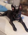 Miss Brownie