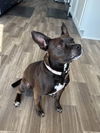Miss Brownie