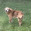 Elmer