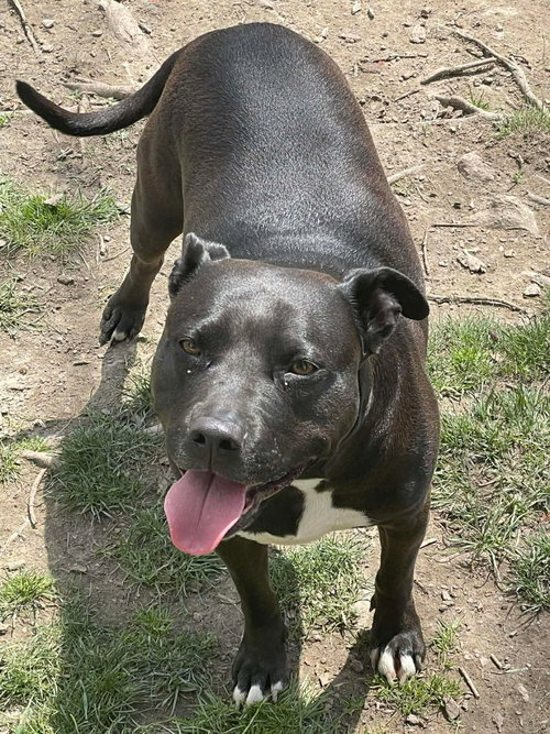 Tootsie, photo 4