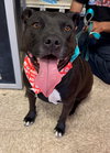 Tootsie - Photo 1