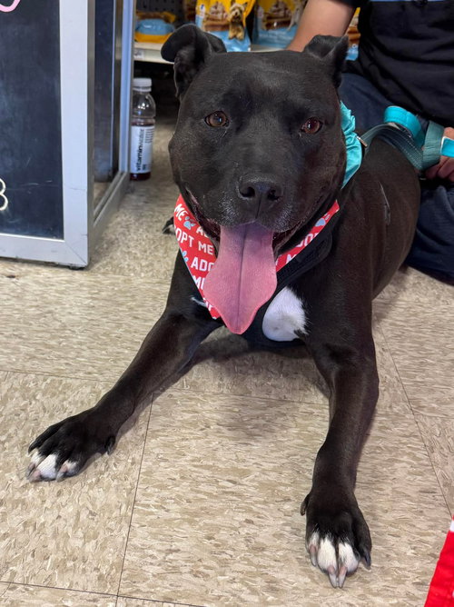 TOOTSIE - American Pit Bull Terrier available for adoption