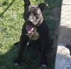 Tootsie