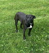 Tootsie