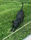 Tootsie