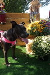 Tootsie
