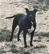 adoptable Dog in germantown, OH named Tootsie
