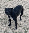Tootsie