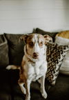 Vada