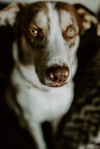 Vada