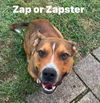 Zapster