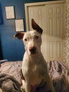 Daxton