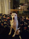 Daxton