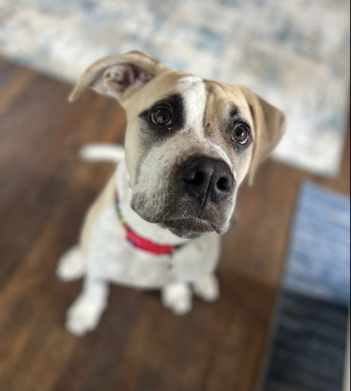 Mac